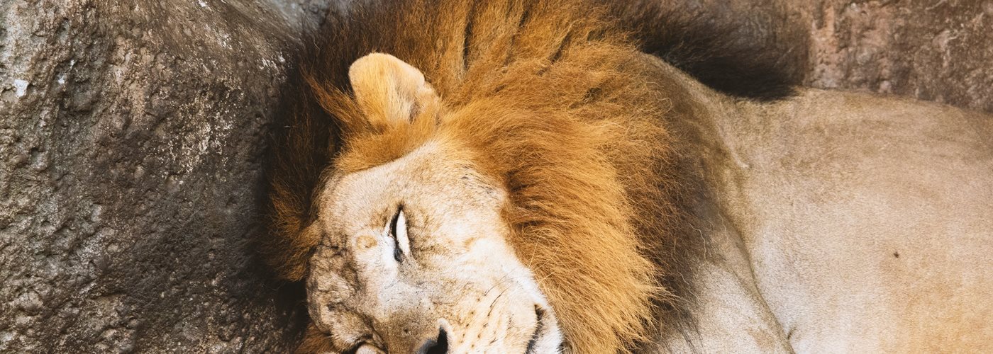 animal animal photography big 1187987